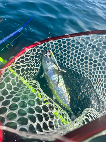 キメジの釣果