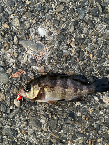 メバルの釣果