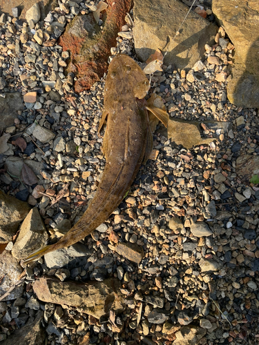 コチの釣果