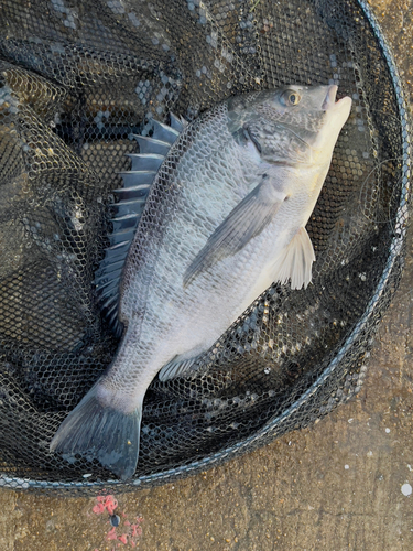 チヌの釣果