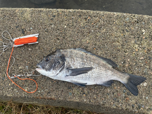 クロダイの釣果