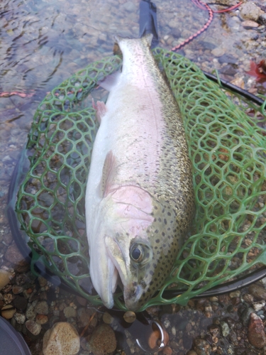 ニジマスの釣果