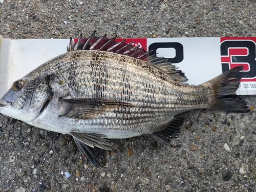 クロダイの釣果