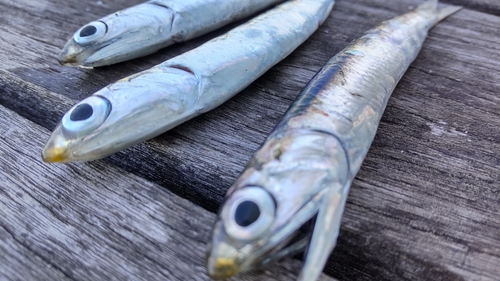 カタクチイワシの釣果