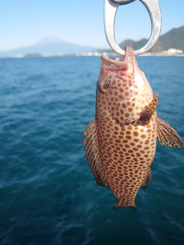 オオモンハタの釣果