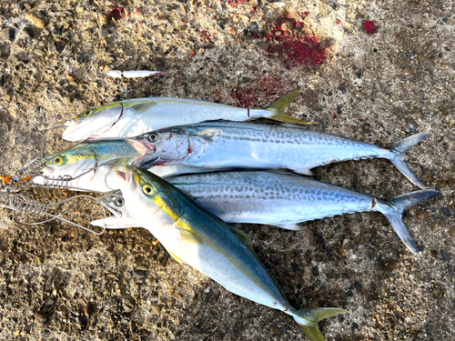 イナダの釣果