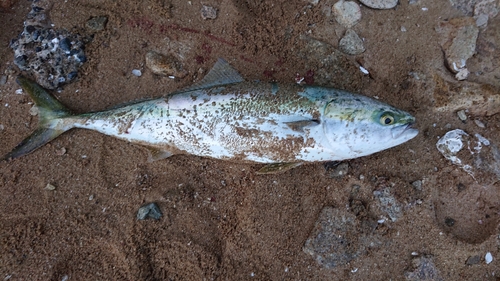 ハマチの釣果