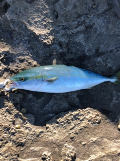 ハマチの釣果