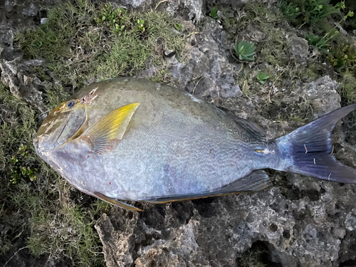 カンランハギの釣果