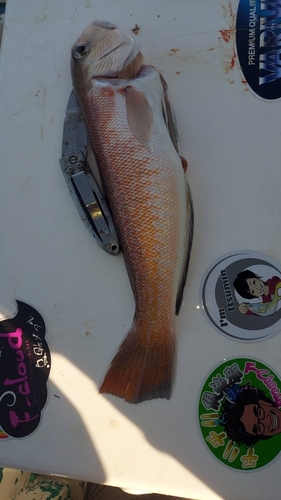 シロアマダイの釣果