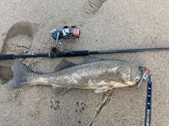 スズキの釣果