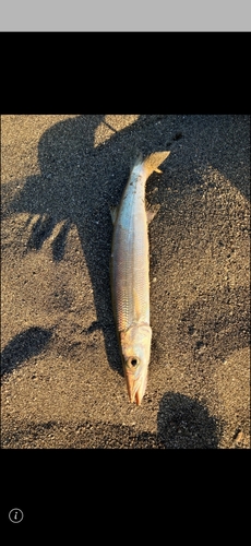 カマスの釣果