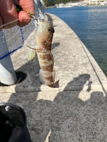 イトヒキハゼの釣果