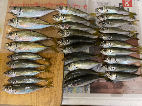 アジの釣果