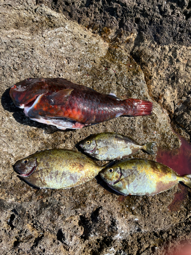 イガミの釣果