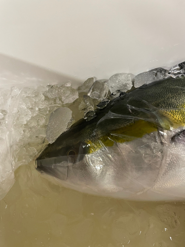 ブリの釣果