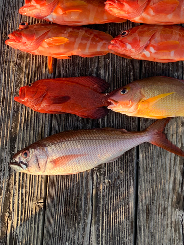 クロマツの釣果