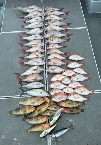 タイの釣果