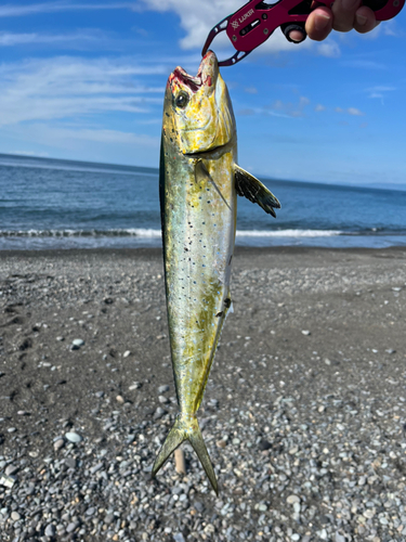 シイラの釣果