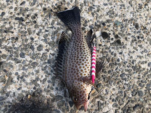 オオモンハタの釣果