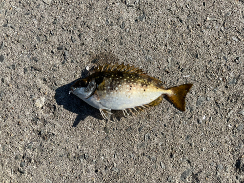 アイゴの釣果