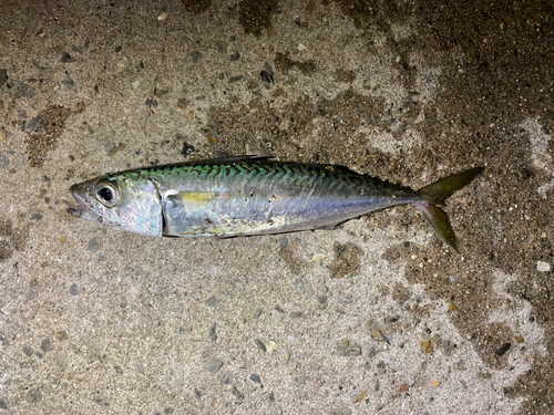 サバの釣果