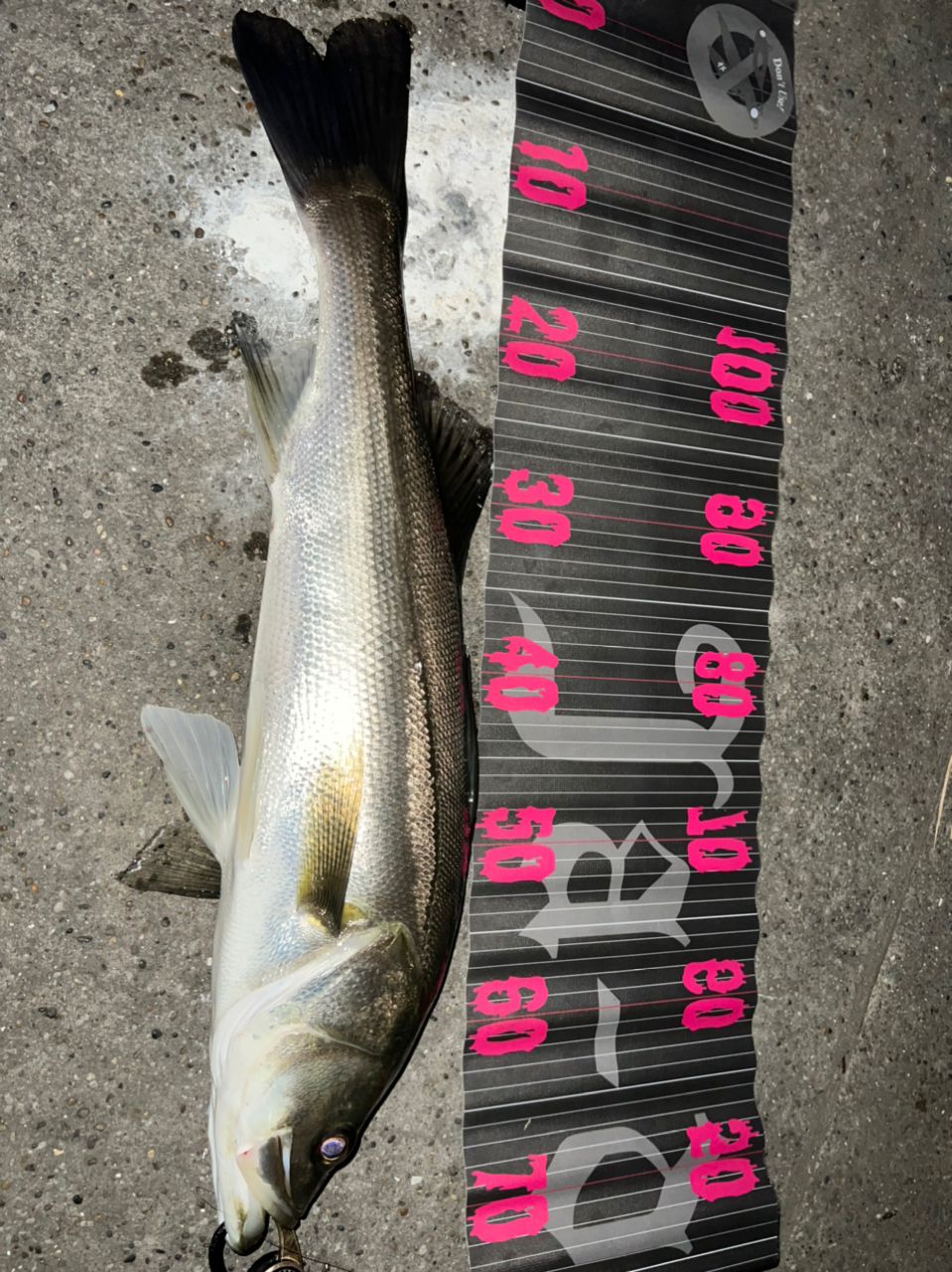 フッコ（マルスズキ）