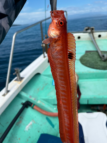 アカタチの釣果