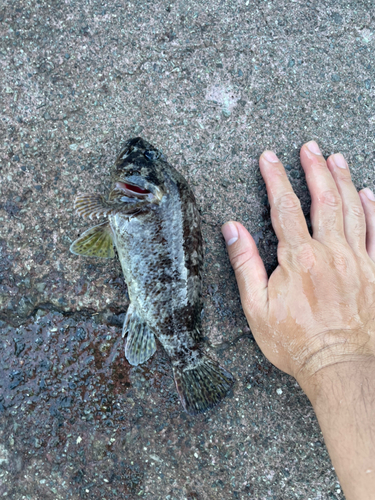 クロソイの釣果