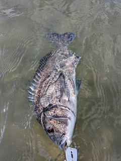 チヌの釣果