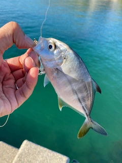 メッキの釣果