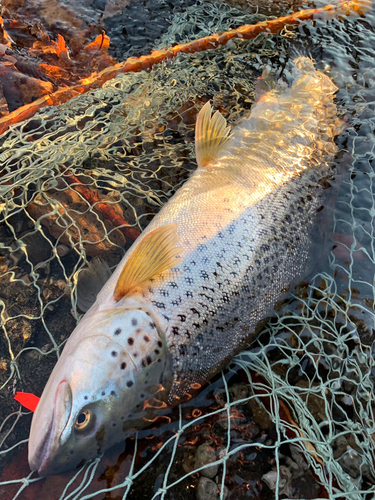 ブラウントラウトの釣果