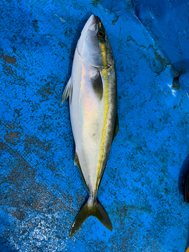 イナダの釣果