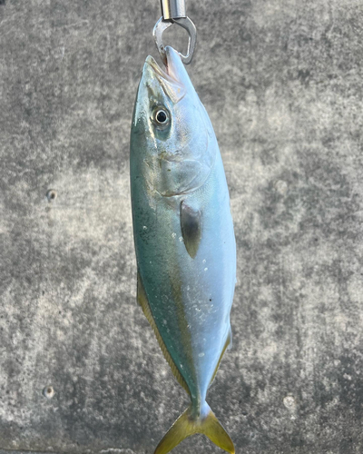 イナダの釣果