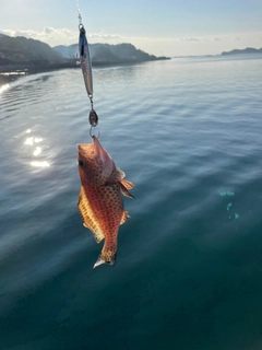 オオモンハタの釣果