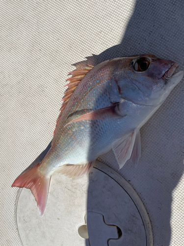 マダイの釣果