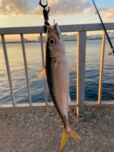 サバの釣果