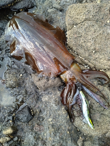 アオリイカの釣果