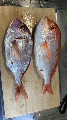 レンコダイの釣果