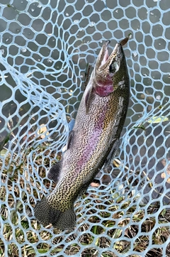 ニジマスの釣果