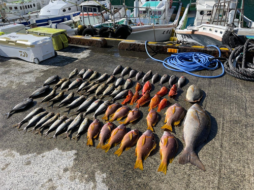 シブダイの釣果