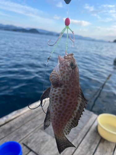 オオモンハタの釣果