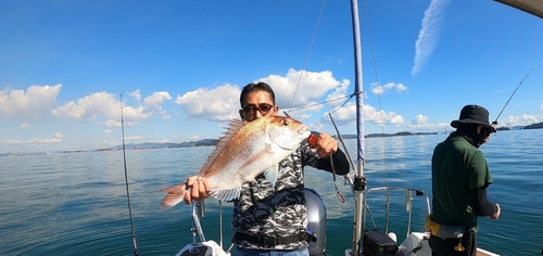 マダイの釣果