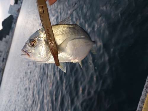 メッキの釣果