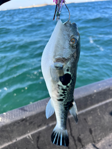 トラフグの釣果