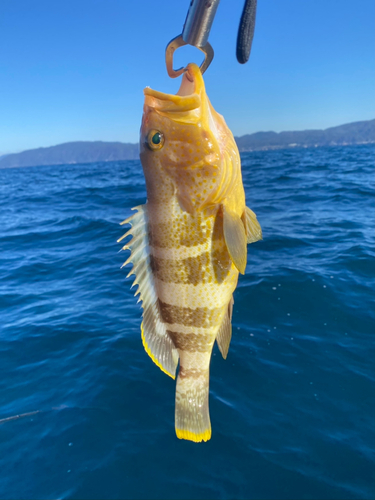 アオハタの釣果