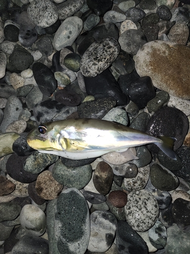 シロサバフグの釣果