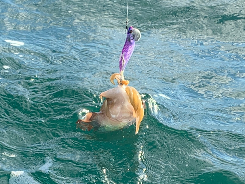 モンゴウイカの釣果