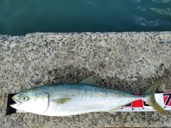 ブリの釣果