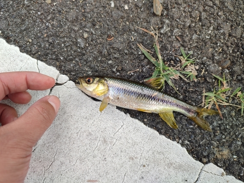 カワムツの釣果